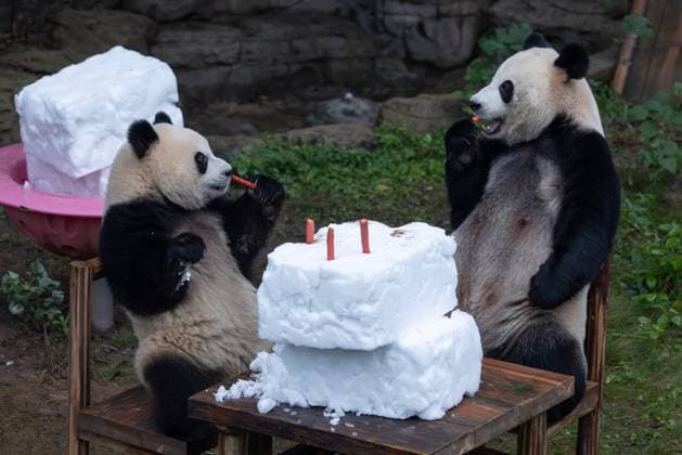 CHONGQING, CHINA - NOVEMBER 23, 2025 - Two Giant Pandas Eating in Chongqing Zoo, China on November 23, 2025. Chongqing Chongqing China  Copyright: xCFOTOx i1763984968210