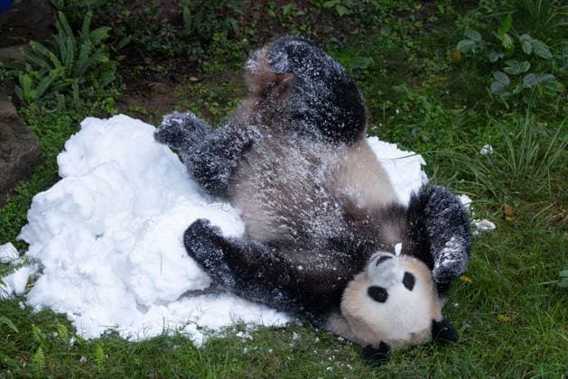 CHONGQING, CHINA - NOVEMBER 23, 2025 - A Giant Panda is playing with snow in Chongqing Zoo, China on November 23, 2025. Chongqing Chongqing China  Copyright: xCFOTOx i1763984968725