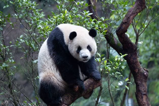 CHONGQING, CHINA - NOVEMBER 23, 2025 - A Giant Panda is climbing a tree in Chongqing Zoo, China on November 23, 2025. Chongqing Chongqing China  Copyright: xCFOTOx i1763984970767