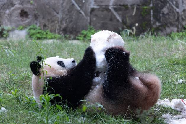 CHONGQING, CHINA - NOVEMBER 23, 2025 - A Giant Panda is playing with snow in Chongqing Zoo, China on November 23, 2025. Chongqing Chongqing China  Copyright: xCFOTOx i1763984973195