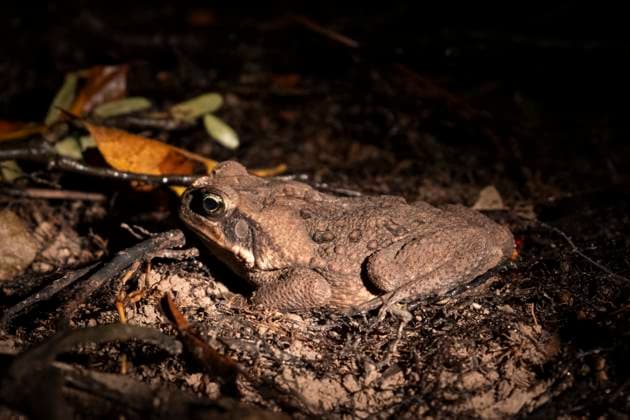 Bullfrog at night in Anavilhanas Archipelago, Amazonas, Brazil Novo Airão, Amazonas, Brazil R_GNUJ251121H-1897939-01