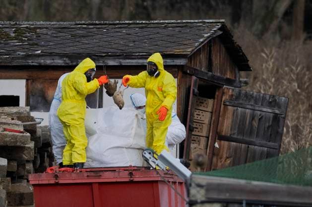 At a pheasant farm Bazantnice Radany, near Protivin, southern Bohemia, where the eighth outbreak in Czechia was confirmed this year, started culling of a 10,000-head pheasant flock on November 24, 2025. (CTKxPhoto VaclavxPancer) CTKPhotoP2025112403120  CTKPhotoP2025112403120