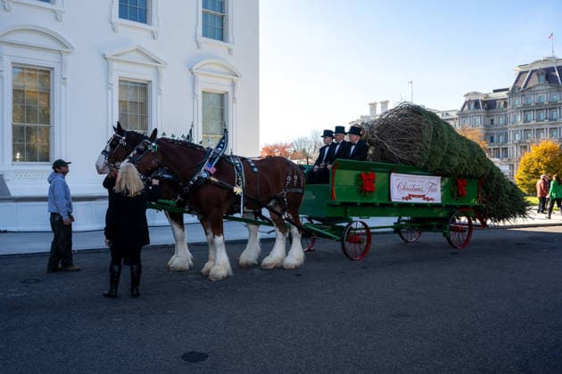 November 24, 2025, Washington, District of Columbia, United States: First Lady MELANIA TRUMP welcomes the White House Christmas Tree to the White House on November 24, 2025 Washington United States - ZUMAl312 20251124_znp_l312_015 Copyright: xAndrewxLeydenx