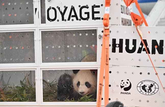The pandas, named Huan Huan and Yuan Zi return to China ROISSY, FRANCE - NOVEMBER 25: After spending 13 years at Beauval Zoo in Loir-et-Cher, Centre-Val de Loire, in central France, the female panda Huan Huan and the male panda Yuan Zi are being sent back to China on a cargo plane from Roissy–Charles de Gaulle Airport near Paris, France on November 25, 2025. Mustafa Yalçin Anadolu Roissy France. Editorial use only. Please get in touch for any other usage.  Copyright: x2025xAnadoluxMustafaxYalcÄ±nx