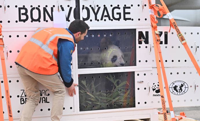 The pandas, named Huan Huan and Yuan Zi return to China ROISSY, FRANCE - NOVEMBER 25: After spending 13 years at Beauval Zoo in Loir-et-Cher, Centre-Val de Loire, in central France, the female panda Huan Huan and the male panda Yuan Zi are being sent back to China on a cargo plane from Roissy–Charles de Gaulle Airport near Paris, France on November 25, 2025. Mustafa Yalçin Anadolu Roissy France. Editorial use only. Please get in touch for any other usage.  Copyright: x2025xAnadoluxMustafaxYalcÄ±nx