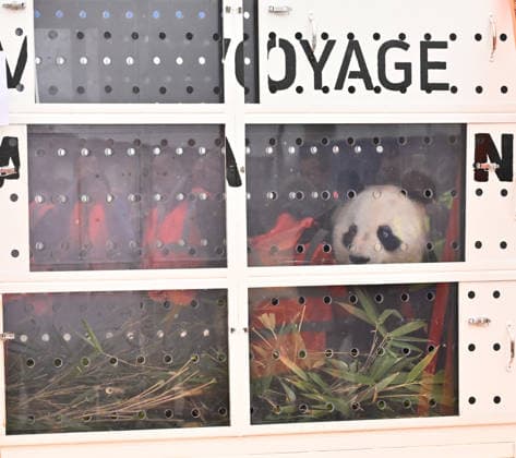 The pandas, named Huan Huan and Yuan Zi return to China ROISSY, FRANCE - NOVEMBER 25: After spending 13 years at Beauval Zoo in Loir-et-Cher, Centre-Val de Loire, in central France, the female panda Huan Huan and the male panda Yuan Zi are being sent back to China on a cargo plane from Roissy–Charles de Gaulle Airport near Paris, France on November 25, 2025. Mustafa Yalçin Anadolu Roissy France. Editorial use only. Please get in touch for any other usage.  Copyright: x2025xAnadoluxMustafaxYalcÄ±nx