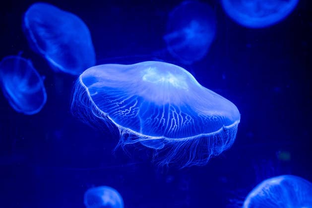 Quallen im Ozeanographischen Museum Monaco Monaco, 20.10.2025: Leuchtende Ohrenqualle (Aurelia aurita) im Aquarium des MusÃ e OcÃ anographique de Monaco. Die Aufnahme zeigt die typische, schirmartige Form und die feinen Tentakeln der Art.