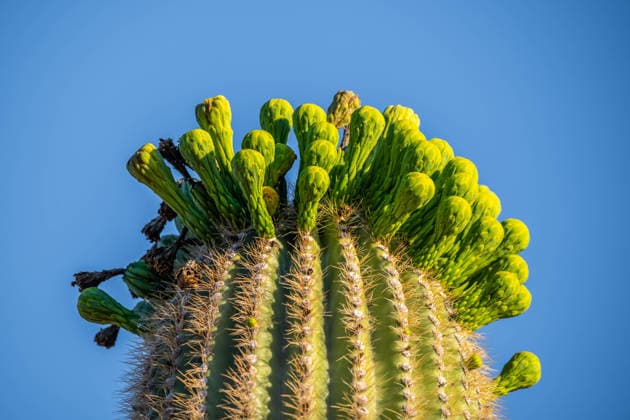 A long slender Saguaro Cactus in Tucson, Arizona Tucson, Arizona, United States R_FPNSIS251124DE-1900107-01