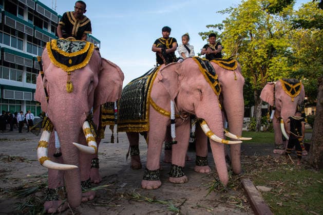 November 27, 2025, Bangkok, Thailand: Mahouts and the elephants gesture before marching to pay respect to the Queen Mother Sirikit outside the Royal Grand Palace in Bangkok. Mahouts and the elephants from Ayutthaya Elephant Palace travel from Ayutthaya to Bangkok to pay respect for the Queen Mother Sirikit at the Royal Grand Palace in Bangkok. The Queen Mother Sirikit died at the age of 93 on 24 October 2025 at the Chulalongkorn Hospital. Bangkok Thailand - ZUMAs197 20251127_aaa_s197_002 Copyright: xPeeraponxBoonyakiatx