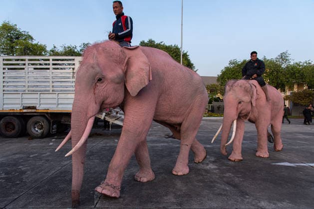 November 27, 2025, Bangkok, Thailand: Mahouts and the elephants arrive before marching to pay respect to the Queen Mother Sirikit outside the Royal Grand Palace in Bangkok. Mahouts and the elephants from Ayutthaya Elephant Palace travel from Ayutthaya to Bangkok to pay respect for the Queen Mother Sirikit at the Royal Grand Palace in Bangkok. The Queen Mother Sirikit died at the age of 93 on 24 October 2025 at the Chulalongkorn Hospital. Bangkok Thailand - ZUMAs197 20251127_aaa_s197_004 Copyright: xPeeraponxBoonyakiatx