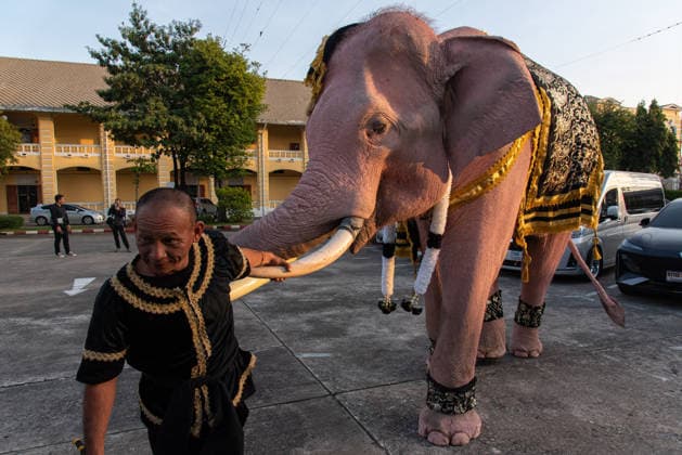 November 27, 2025, Bangkok, Thailand: A mahout prepares an elephant before marching to pay respect to the Queen Mother Sirikit outside the Royal Grand Palace in Bangkok. Mahouts and the elephants from Ayutthaya Elephant Palace travel from Ayutthaya to Bangkok to pay respect for the Queen Mother Sirikit at the Royal Grand Palace in Bangkok. The Queen Mother Sirikit died at the age of 93 on 24 October 2025 at the Chulalongkorn Hospital. Bangkok Thailand - ZUMAs197 20251127_aaa_s197_005 Copyright: xPeeraponxBoonyakiatx