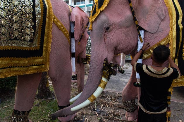 November 27, 2025, Bangkok, Thailand: A mahout prepares a dressing for an elephant before marching to pay respect to the Queen Mother Sirikit outside the Royal Grand Palace in Bangkok. Mahouts and the elephants from Ayutthaya Elephant Palace travel from Ayutthaya to Bangkok to pay respect for the Queen Mother Sirikit at the Royal Grand Palace in Bangkok. The Queen Mother Sirikit died at the age of 93 on 24 October 2025 at the Chulalongkorn Hospital. Bangkok Thailand - ZUMAs197 20251127_aaa_s197_009 Copyright: xPeeraponxBoonyakiatx