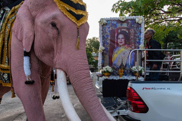 November 27, 2025, Bangkok, Thailand: An elephant seen next to a portrait of the Queen Mother Sirikit before marching to pay respect to the Queen Mother Sirikit outside the Royal Grand Palace in Bangkok. Mahouts and the elephants from Ayutthaya Elephant Palace travel from Ayutthaya to Bangkok to pay respect for the Queen Mother Sirikit at the Royal Grand Palace in Bangkok. The Queen Mother Sirikit died at the age of 93 on 24 October 2025 at the Chulalongkorn Hospital. Bangkok Thailand - ZUMAs197 20251127_aaa_s197_013 Copyright: xPeeraponxBoonyakiatx