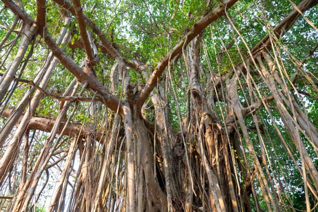 Banyan-Feige, ficus benghalensis, Mangroven in India, tropischer immergrüner Baum, große Kronenbedeckung, Luftwurzeln, Monsun und Regenwälder *** Banyan Fig, Ficus benghalensis, Mangroves in India, tropical evergreen Tree, Great Crown cover, Aerial roots, Monsoon and Rainforests 1133604491