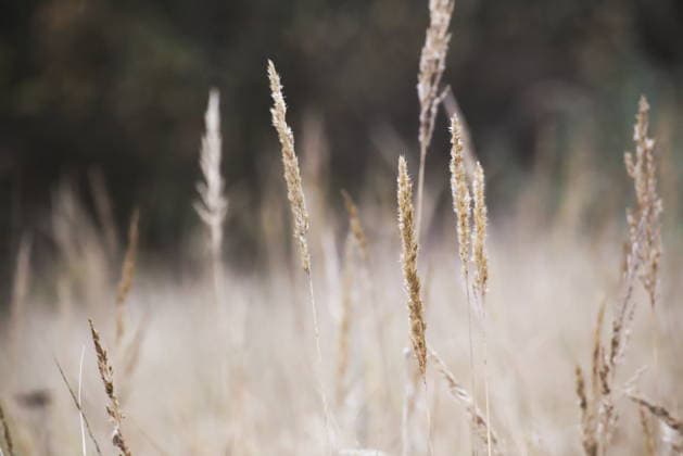 Schilfspitzen im Herbst mit unscharfem Hintergrund. Reed spikes in autumn with defocused background. (License=RF) Copyright: xZoonar.com JohannesxHansenx 24277526