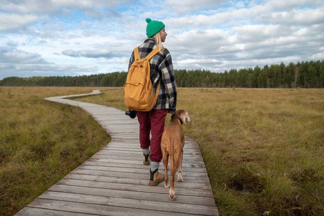 Frau, die ihren Jagdhund am Halsband hält, geht auf einem ökologischen Holzpfad durch ein Torfmoor. Woman enjoying time outdoors on weekend with dog in autumn marshy wetland. Female hiker holding hunting dog by collar and walking together on wooden ecological trail through raised sphagnum bog. (License=RF) ,model released, Symbolfoto Copyright: xZoonar.com DmitriixMarchenkox 24307269 ,model released, Symbolfoto ,property released