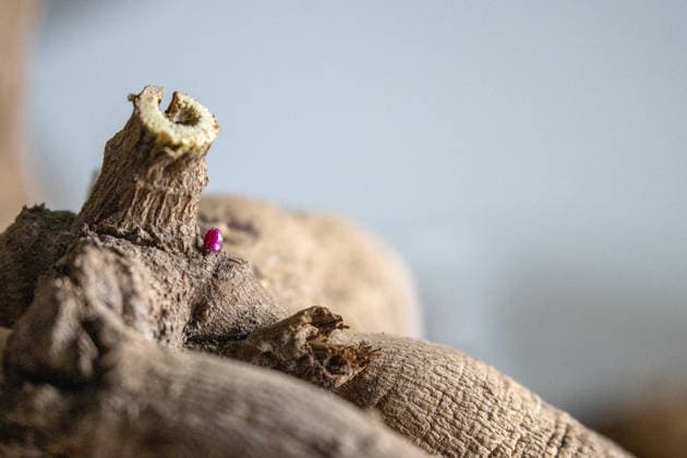 Emerging pink growth on dormant dahlia tuber in soft light Kelowna, British Columbia, Canada R_PESF251117C-1861482-01