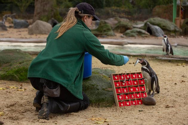 Penguins inspect an advent calendar at London Zoo™s Penguin Beach CURIOUS Humboldt penguins (Spheniscus humboldti) inspect a special advent calendar garnished with fishy treats at London Zoo s Penguin Beach, marking the official countdown to Christmas at the conservation zoo. London Zoo s Magic of Christmas events are running until Sunday 4 January, with activities including a hidden elves trail, Christmas-inspired animal talks and elf-led storytelling sessions, all included with zoo-entry. Book online now at www.londonzoo.org christmas. Picture date: Monday December 1, 2025., Credit:Johnny Green Avalon  Copyright: xJohnnyxGreenx xAvalonx 1055851723
