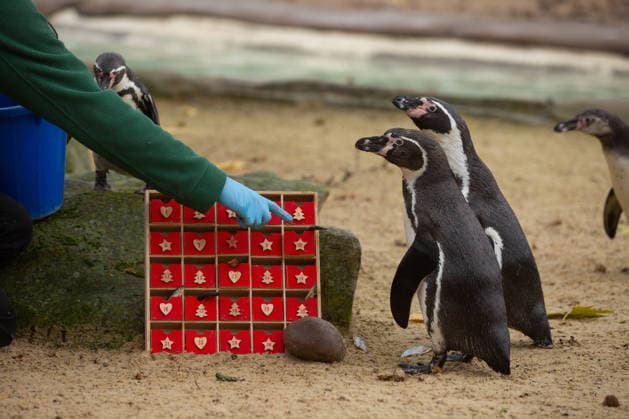 Penguins inspect an advent calendar at London Zoo™s Penguin Beach CURIOUS Humboldt penguins (Spheniscus humboldti) inspect a special advent calendar garnished with fishy treats at London Zoo s Penguin Beach, marking the official countdown to Christmas at the conservation zoo. London Zoo s Magic of Christmas events are running until Sunday 4 January, with activities including a hidden elves trail, Christmas-inspired animal talks and elf-led storytelling sessions, all included with zoo-entry. Book online now at www.londonzoo.org christmas. Picture date: Monday December 1, 2025., Credit:Johnny Green Avalon  Copyright: xJohnnyxGreenx xAvalonx 1055851737