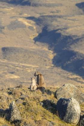 Zwei Pumas sitzen auf felsigem Gelände in einer weiten, kargen Landschaft, Puma concolor, Chile Two pumas sit on rocky terrain in a vast, barren landscape, Puma concolor, Chile Copyright: imageBROKER xLoredanaxDexSole ibxlld15775075.jpg