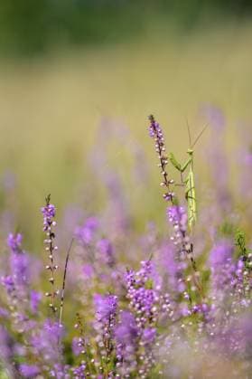 Gottesanbeterin (Mantis religiosa) auf blühender lila Blumenwiese, Bad Frankenhausen, Thüringen, Deutschland Praying mantis (Mantis religiosa) on blooming purple flower meadow, Bad Frankenhausen, Thuringia, Germany Copyright: imageBROKER MarcusxSiebert ibxmcs15791054.jpg