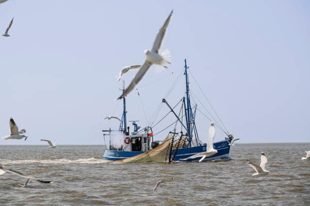 Fischfang Krabbenkutter Nixe II auf Fangfahrt in der Nordsee vor Dorum. Dorum Nordsee, Außenweser Niedersachsen Deutschland *** Fishing Crab cutter Nixe II on a fishing trip in the North Sea off Dorum Dorum North Sea, Outer Weser Lower Saxony Germany
