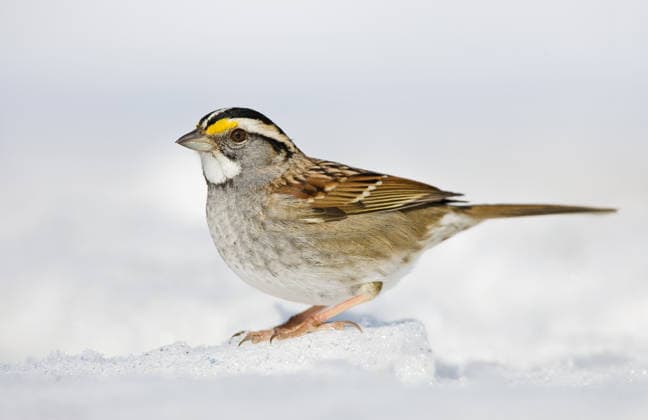 White-throated sparrow standing on snow covered ground Bernards, New Jersey, United States CR_VAWG251202-1905060-01