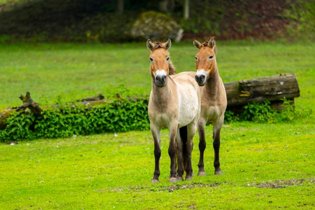 Przewalskipferd, Przewalski-Pferd, Przewalski-Wildpferd, Asiatisches Wildpferd, Mongolisches Wildpferd, Tachi (Equus przewalski, Equus ferus przewalskii), zwei Pferde stehen auf einer Wiese, Oesterreich Przewalski s horse, takhi, Mongolian wild horse, Dzungarian horse (Equus przewalski, Equus ferus przewalskii), two horses standing on a meadow, Austria BLWS738678 *** Przewalskis horse, Przewalski Horse, Przewalski Wild horse, Asian Wild horse, Mongolian Wild horse, Tachi Equus przewalski, Equus ferus przewalskii , Two Horses Standing at a Meadow, Austria Przewalski S horse, takhi, Mongolian Wild horse, Dzungarian Horse Equus przewalski, Equus ferus przewalskii , Two Horses standing ON a meadow, Austria BLWS738678 Copyright: xblickwinkel D.xu.xM.xSheldonx