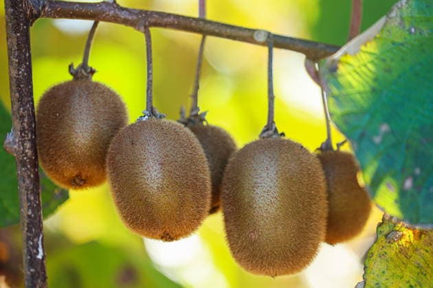 RUSSIA, SOCHI - DECEMBER 4, 2025: Kiwis grow at the Adler Experimental Station, a branch of Vavilov Institute of Plant Genetic Resources, in the Adler District of Sochi. Dmitry Feoktistov TASS  86188825