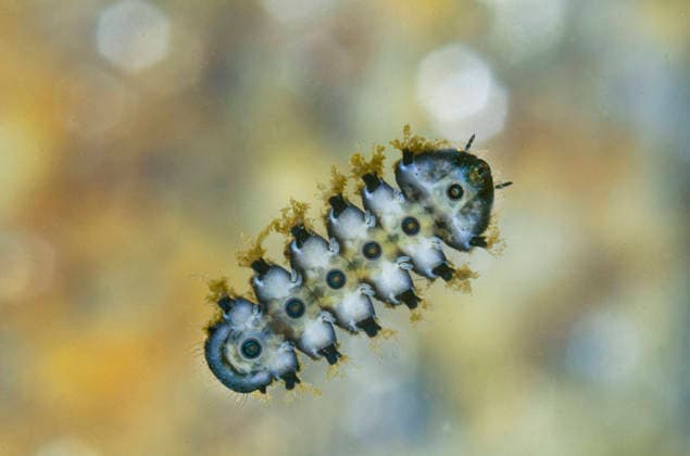Lidmuecken, Hapalothrix (Hapalothrix lugubris), Larve, Unterseite, Deutschland net-winged midges (Hapalothrix lugubris), larva, underside, Germany BLWS738932 *** Eyelid corners, Hapalothrix Hapalothrix lugubris , Larva, Underside, Germany Net winged midges Hapalothrix lugubris , larva, underside, Germany BLWS738932 Copyright: xblickwinkel H.xBellmann F.xHeckerx