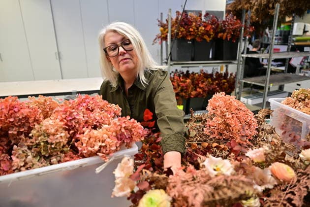 STOCKHOLM, SWEDEN 20251206 Helen Magnusson, Chief Florist at Hässelby Blommor during a press viewing of this years floral decorations for the Nobel Prize ceremony STOCKHOLM SWEDEN x10658x  Copyright: xMagnusxLejhall TTx HÄSSELBY BLOMMOR INÖFR NOBEL dVMf54qSXEQ