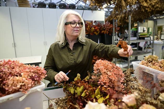 STOCKHOLM, SWEDEN 20251206 Helen Magnusson, Chief Florist at Hässelby Blommor during a press viewing of this years floral decorations for the Nobel Prize ceremony STOCKHOLM SWEDEN x10658x  Copyright: xMagnusxLejhall TTx HÄSSELBY BLOMMOR INÖFR NOBEL JGx0j85RSMY