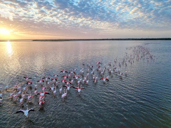 Egypt s Qarun Lake hosts migrating flamingos FAIYUM, EGYPT - DECEMBER 06: Flamingos migrating to warmer regions as the weather cools are seen in the Qarun Lake on December 06, 2025 in Faiyum, Egypt. The lake, which is one of the important stopping points for migratory birds, is hosting flamingos this year as it does every year. Fareed Kotb Anadolu Faiyum Egypt. Editorial use only. Please get in touch for any other usage.  Copyright: x2025xAnadoluxFareedxKotbx