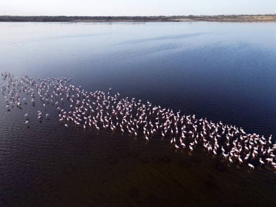 Egypt s Qarun Lake hosts migrating flamingos FAIYUM, EGYPT - DECEMBER 06: Flamingos migrating to warmer regions as the weather cools are seen in the Qarun Lake on December 06, 2025 in Faiyum, Egypt. The lake, which is one of the important stopping points for migratory birds, is hosting flamingos this year as it does every year. Fareed Kotb Anadolu Faiyum Egypt. Editorial use only. Please get in touch for any other usage.  Copyright: x2025xAnadoluxFareedxKotbx