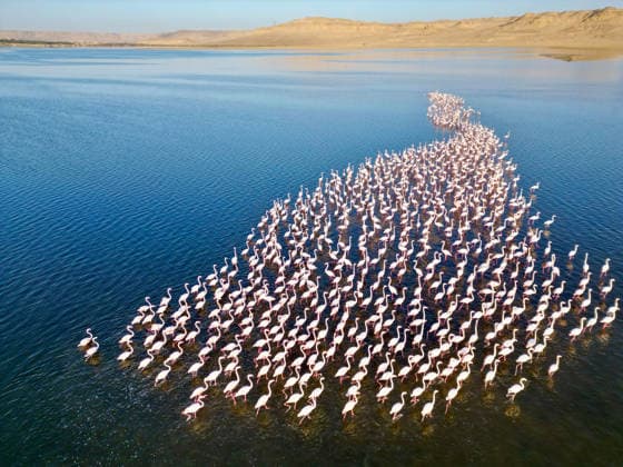 Egypt s Qarun Lake hosts migrating flamingos FAIYUM, EGYPT - DECEMBER 06: Flamingos migrating to warmer regions as the weather cools are seen in the Qarun Lake on December 06, 2025 in Faiyum, Egypt. The lake, which is one of the important stopping points for migratory birds, is hosting flamingos this year as it does every year. Fareed Kotb Anadolu Faiyum Egypt. Editorial use only. Please get in touch for any other usage.  Copyright: x2025xAnadoluxFareedxKotbx