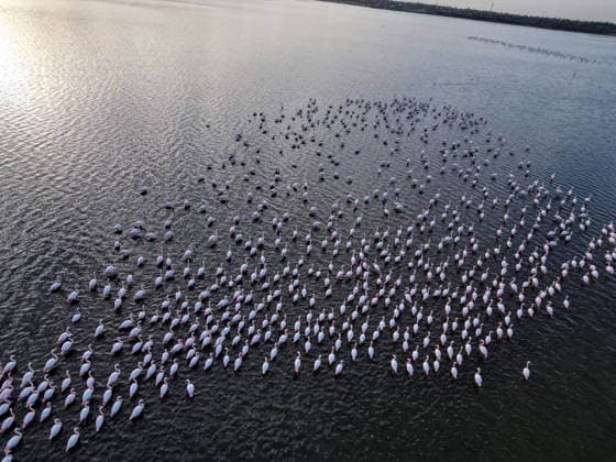 Egypt s Qarun Lake hosts migrating flamingos FAIYUM, EGYPT - DECEMBER 06: Flamingos migrating to warmer regions as the weather cools are seen in the Qarun Lake on December 06, 2025 in Faiyum, Egypt. The lake, which is one of the important stopping points for migratory birds, is hosting flamingos this year as it does every year. Fareed Kotb Anadolu Faiyum Egypt. Editorial use only. Please get in touch for any other usage.  Copyright: x2025xAnadoluxFareedxKotbx