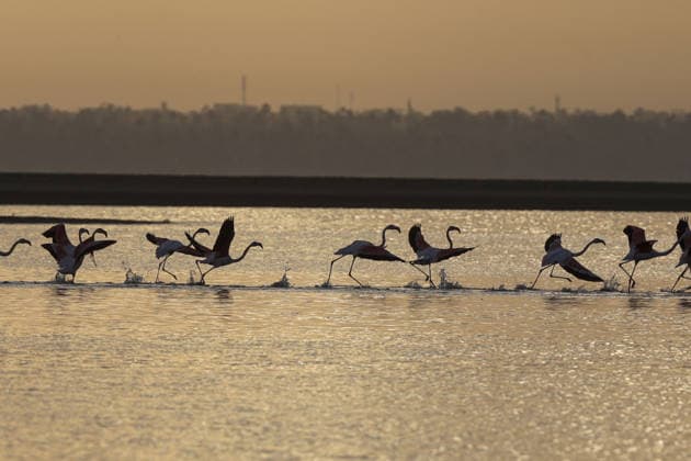Egypt s Qarun Lake hosts migrating flamingos FAIYUM, EGYPT - DECEMBER 06: Flamingos migrating to warmer regions as the weather cools fly over the Qarun Lake on December 06, 2025 in Faiyum, Egypt. The lake, which is one of the important stopping points for migratory birds, is hosting flamingos this year as it does every year. Fareed Kotb Anadolu Faiyum Egypt. Editorial use only. Please get in touch for any other usage.  Copyright: x2025xAnadoluxFareedxKotbx
