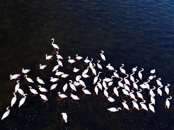 Egypt s Qarun Lake hosts migrating flamingos FAIYUM, EGYPT - DECEMBER 06: Flamingos migrating to warmer regions as the weather cools are seen in the Qarun Lake on December 06, 2025 in Faiyum, Egypt. The lake, which is one of the important stopping points for migratory birds, is hosting flamingos this year as it does every year. Fareed Kotb Anadolu Faiyum Egypt. Editorial use only. Please get in touch for any other usage.  Copyright: x2025xAnadoluxFareedxKotbx