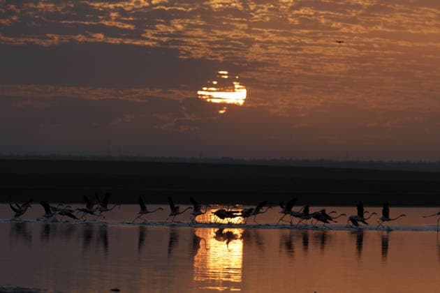 Egypt s Qarun Lake hosts migrating flamingos FAIYUM, EGYPT - DECEMBER 06: Flamingos migrating to warmer regions as the weather cools are seen in the Qarun Lake on December 06, 2025 in Faiyum, Egypt. The lake, which is one of the important stopping points for migratory birds, is hosting flamingos this year as it does every year. Fareed Kotb Anadolu Faiyum Egypt. Editorial use only. Please get in touch for any other usage.  Copyright: x2025xAnadoluxFareedxKotbx