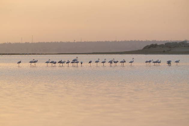 Egypt s Qarun Lake hosts migrating flamingos FAIYUM, EGYPT - DECEMBER 06: Flamingos migrating to warmer regions as the weather cools are seen in the Qarun Lake on December 06, 2025 in Faiyum, Egypt. The lake, which is one of the important stopping points for migratory birds, is hosting flamingos this year as it does every year. Fareed Kotb Anadolu Faiyum Egypt. Editorial use only. Please get in touch for any other usage.  Copyright: x2025xAnadoluxFareedxKotbx