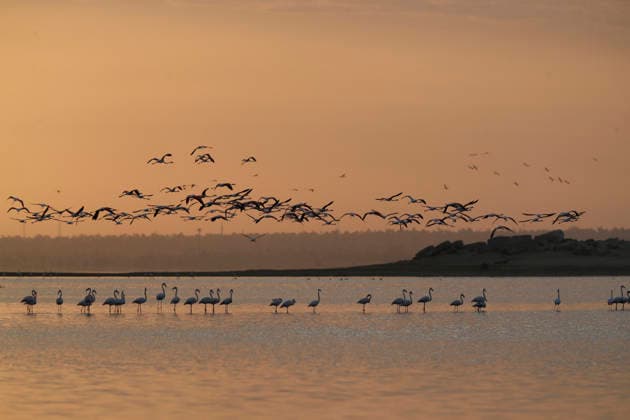 (251206) -- FAYOUM, Dec. 6, 2025 -- This photo taken on Dec. 6, 2025 shows flamingos at Qarun Lake in Fayoum province, Egypt. Large numbers of flamingos fly to the lake to overwinter. ) EGYPT-FAYOUM-QARUN LAKE-FLAMINGOS AhmedxGomaa 