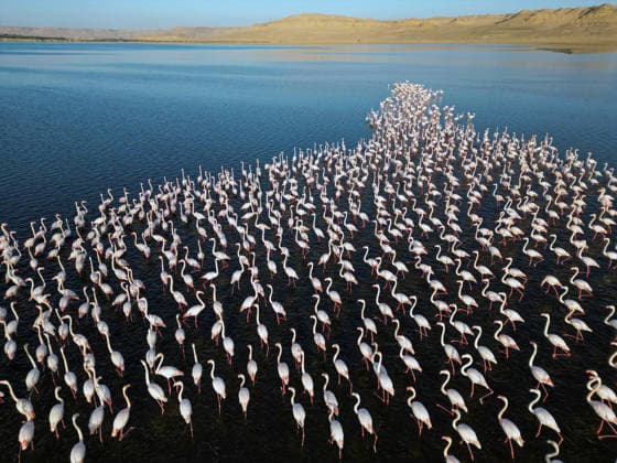 (251206) -- FAYOUM, Dec. 6, 2025 -- An aerial drone photo taken on Dec. 6, 2025 shows flamingos at Qarun Lake in Fayoum province, Egypt. Large numbers of flamingos fly to the lake to overwinter. ) EGYPT-FAYOUM-QARUN LAKE-FLAMINGOS AhmedxGomaa 