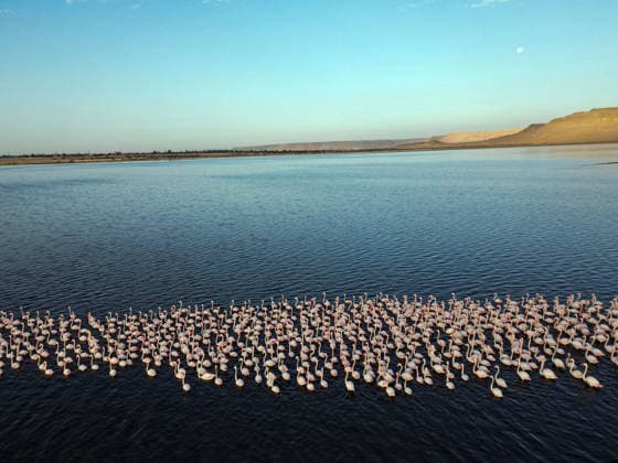 (251206) -- FAYOUM, Dec. 6, 2025 -- An aerial drone photo taken on Dec. 6, 2025 shows flamingos at Qarun Lake in Fayoum province, Egypt. Large numbers of flamingos fly to the lake to overwinter. ) EGYPT-FAYOUM-QARUN LAKE-FLAMINGOS AhmedxGomaa 