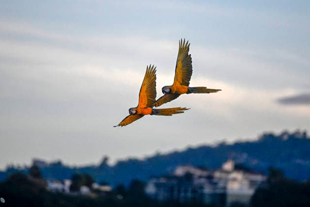 (251208) -- CARACAS, Dec. 8, 2025 -- Two macaws fly in the sky over Caracas, capital of Venezuela, Dec. 7, 2025. ) VENEZUELA-CARACAS-MACAWS LixMuzi 
