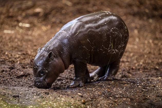 Duisburg Little pygmy hippopotamus Panja introduces himself FOR EDITORIAL PURPOSES ONLY EDITORIAL USE ONLY p He is small, fat and makes hearts melt Panya is a young pygmy hippopotamus and lives at Duisburg Zoo The male young animal was born on November 26, 2025 The photo was taken on Monday, December 8, 2025 Duisburg Copyright UwexErnst Copyright: UwexErnst doc83lpojrve1x88q3nkhk ,EDITORIAL USE ONLY Copyright: UwexErnst