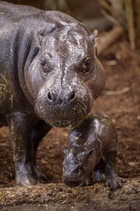 Duisburg Little pygmy hippopotamus Panja introduces himself FOR EDITORIAL PURPOSES ONLY EDITORIAL USE ONLY p He is small, fat and makes hearts melt Panya is a young pygmy hippopotamus and lives at Duisburg Zoo The male young animal was born on November 26, 2025 The photo was taken on Monday, December 8, 2025 Duisburg Copyright UwexErnst Copyright: UwexErnst doc83lpok6jxg31lyrtin8a ,EDITORIAL USE ONLY Copyright: UwexErnst