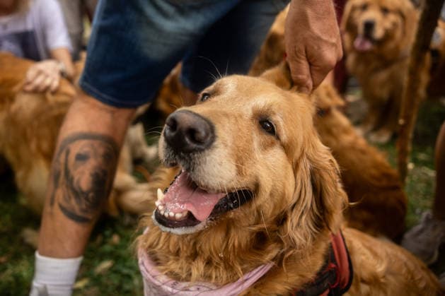 Golden Retrievers and owners gather for a world record in Buenos Aires BUENOS AIRES, ARGENTINA - DECEMBER 8: Hundreds of owners and their Golden Retrievers gather in an attempt to break the world record for the largest meeting of Goldens, in the Bosques de Palermo, in Buenos Aires, Argentina, on December 8, 2025. The event, organized by influencer Fausto Duperre, brought together more than 1,800 dogs along with their families, breeders, and fans of the breed. To date, the world record was held by Vancouver, Canada, with 1,685 dogs. Cristina Sille Anadolu Buenos Aires Argentina. Editorial use only. Please get in touch for any other usage. Copyright: x2025xAnadoluxCristinaxSillex