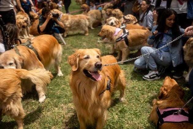 Golden Retrievers and owners gather for a world record in Buenos Aires BUENOS AIRES, ARGENTINA - DECEMBER 8: Hundreds of owners and their Golden Retrievers gather in an attempt to break the world record for the largest meeting of Goldens, in the Bosques de Palermo, in Buenos Aires, Argentina, on December 8, 2025. The event, organized by influencer Fausto Duperre, brought together more than 1,800 dogs along with their families, breeders, and fans of the breed. To date, the world record was held by Vancouver, Canada, with 1,685 dogs. Cristina Sille Anadolu Buenos Aires Argentina. Editorial use only. Please get in touch for any other usage. Copyright: x2025xAnadoluxCristinaxSillex