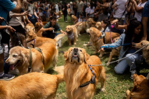 Golden Retrievers and owners gather for a world record in Buenos Aires BUENOS AIRES, ARGENTINA - DECEMBER 8: Hundreds of owners and their Golden Retrievers gather in an attempt to break the world record for the largest meeting of Goldens, in the Bosques de Palermo, in Buenos Aires, Argentina, on December 8, 2025. The event, organized by influencer Fausto Duperre, brought together more than 1,800 dogs along with their families, breeders, and fans of the breed. To date, the world record was held by Vancouver, Canada, with 1,685 dogs. Cristina Sille Anadolu Buenos Aires Argentina. Editorial use only. Please get in touch for any other usage. Copyright: x2025xAnadoluxCristinaxSillex