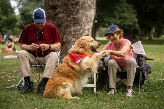 Golden Retrievers and owners gather for a world record in Buenos Aires BUENOS AIRES, ARGENTINA - DECEMBER 8: Hundreds of owners and their Golden Retrievers gather in an attempt to break the world record for the largest meeting of Goldens, in the Bosques de Palermo, in Buenos Aires, Argentina, on December 8, 2025. The event, organized by influencer Fausto Duperre, brought together more than 1,800 dogs along with their families, breeders, and fans of the breed. To date, the world record was held by Vancouver, Canada, with 1,685 dogs. Cristina Sille Anadolu Buenos Aires Argentina. Editorial use only. Please get in touch for any other usage. Copyright: x2025xAnadoluxCristinaxSillex